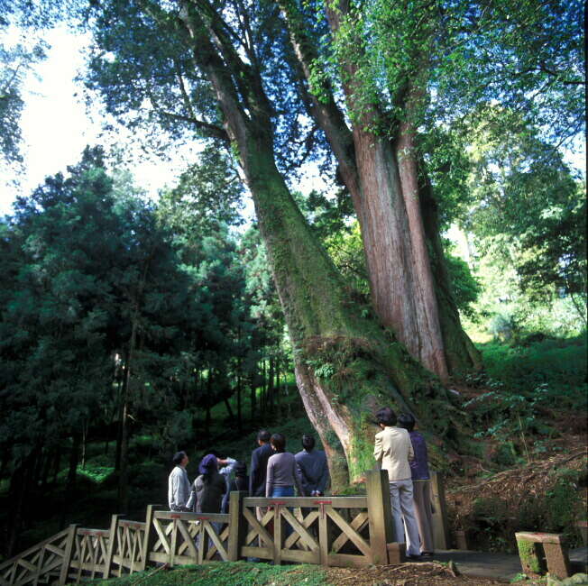 Giant tree group