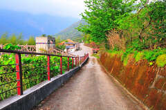 特富野歩道(クスノキ巨木群)