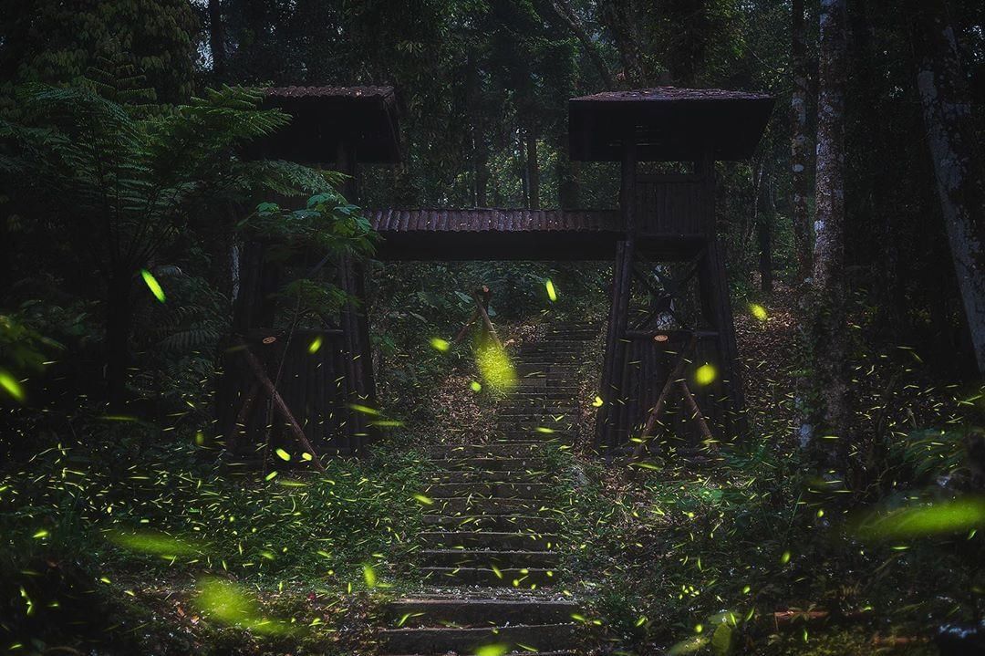 阿里山螢火蟲秘境景點之一土匪山生態園區這是山寨的大門哦~-⠀⠀⠀⠀⠀⠀⠀⠀⠀⠀⠀感謝 @yaozhou828  分享的美照-⠀⠀⠀...