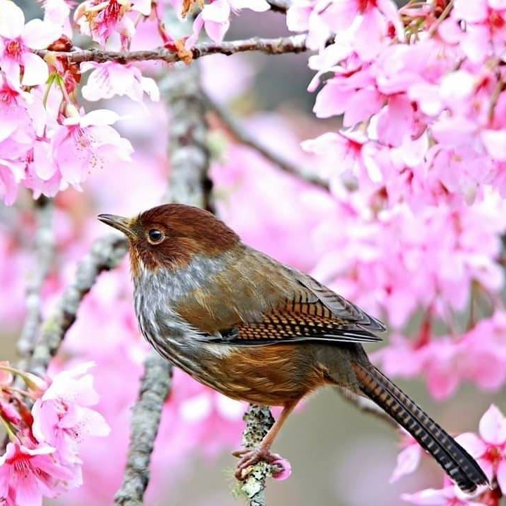 臺灣特有種～配阿里山櫻花紋翼畫眉(actinodura morrisoniana) -⠀⠀⠀⠀⠀⠀⠀⠀⠀⠀⠀感謝 @kuenche...