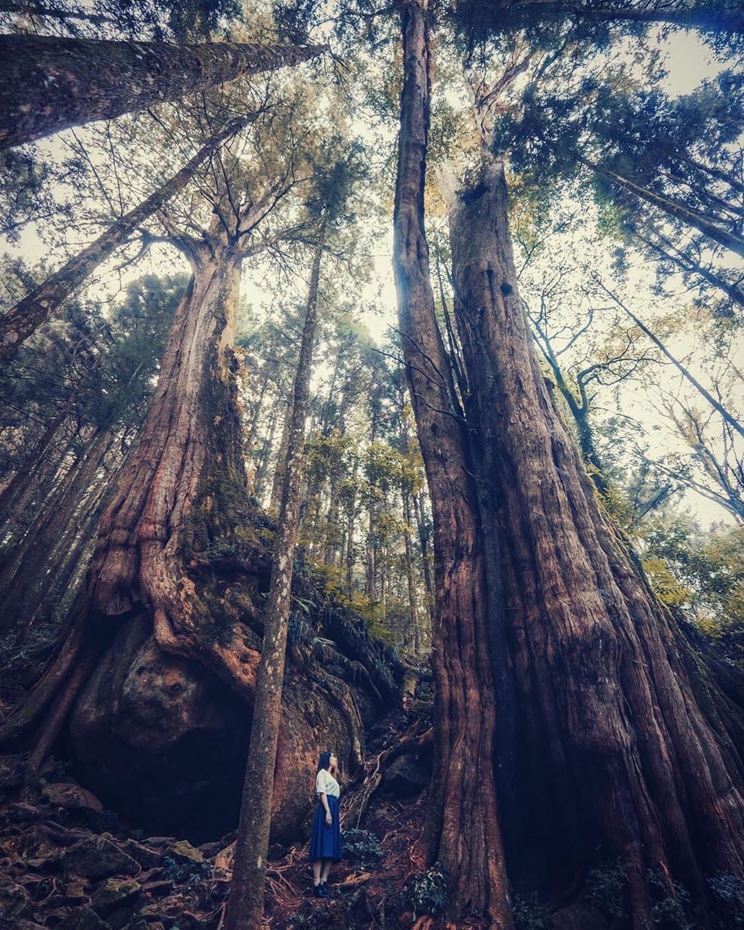 在神木下，我們真的好渺小呀-⠀⠀⠀⠀⠀⠀⠀⠀⠀⠀⠀⠀感謝 @lanzeh 分享的美照⛰️-⠀⠀⠀⠀⠀⠀⠀⠀⠀⠀⠀⠀ #travel...