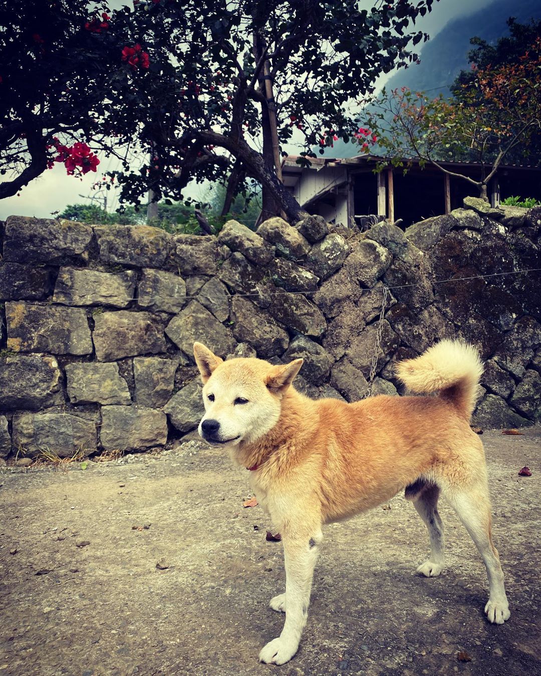 ⠀⠀⠀⠀⠀⠀⠀⠀⠀⠀⠀阿里山上的犬犬真可愛❤️❤️-⠀⠀⠀⠀⠀⠀⠀⠀⠀⠀⠀⠀感謝 @dongpigfish  分享的美照⛰️-⠀⠀...