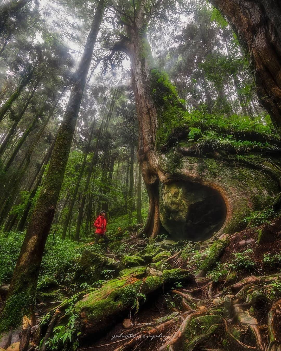 ⠀⠀⠀⠀⠀⠀⠀⠀⠀⠀⠀好久沒來看這顆明星樹了-⠀⠀⠀⠀⠀⠀⠀⠀⠀⠀⠀⠀感謝 @chen_yu_photography 分享的美照⛰...