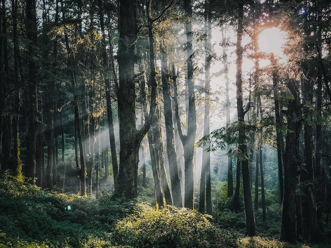 ⠀⠀⠀⠀⠀⠀⠀⠀⠀⠀⠀透著光的森林總是有種神秘感小編也喜歡雨後沾滿水氣的森林-⠀⠀⠀⠀⠀⠀⠀⠀⠀⠀⠀感謝 @shinnkotowa...