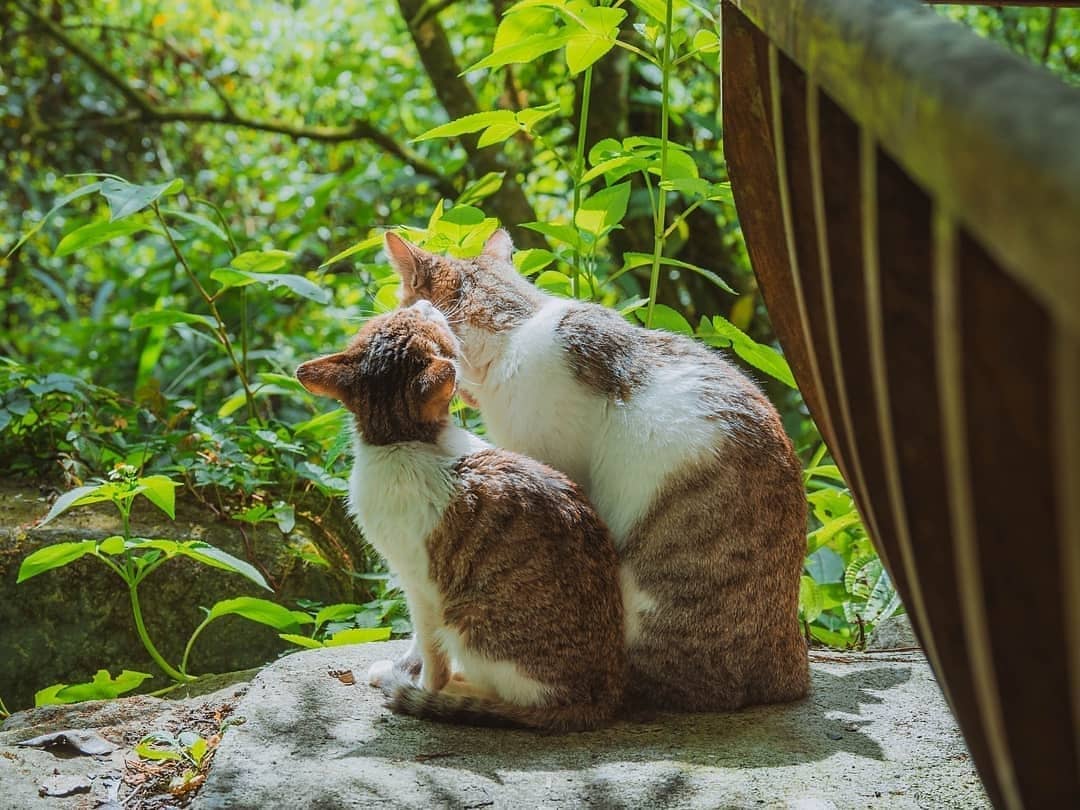 ⠀⠀⠀⠀⠀⠀⠀⠀⠀⠀⠀自然景觀之外的阿里山也有讓人動心的小生物-⠀⠀⠀⠀⠀⠀⠀⠀⠀⠀⠀感謝 @joyy0924 分享的美照-⠀⠀⠀...