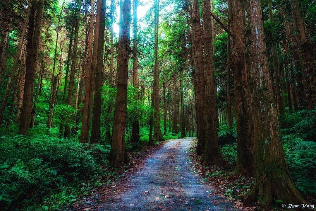 ⠀⠀⠀⠀⠀⠀⠀⠀⠀⠀⠀我匆匆地走入森林中 森林它一叢叢我找不到他的行蹤 只看到那樹搖風-⠀⠀⠀⠀⠀⠀⠀⠀⠀⠀⠀感謝 @ryanya...