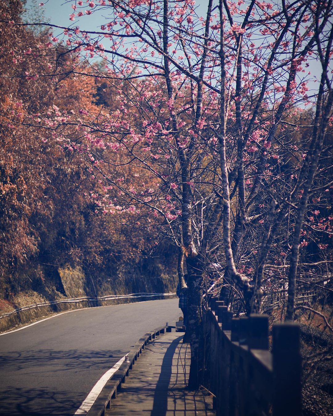 櫻之道的櫻花盛開中下週沒來就有等明年囉-⠀⠀⠀⠀⠀⠀⠀⠀⠀⠀⠀感謝 @etienne.photographie 分享的美照-⠀⠀⠀...