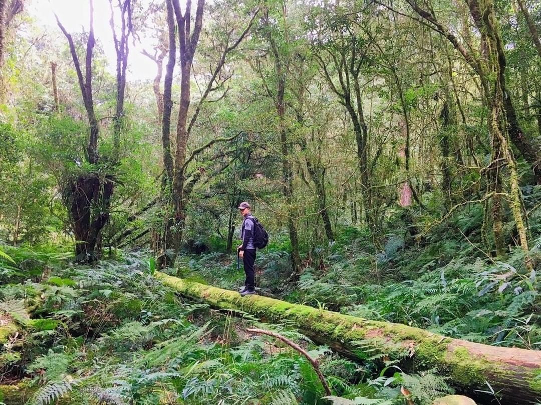 行踏在這片林裡感受生而為人的渺小呼吸著自然給我們的滋養-⠀⠀⠀⠀⠀⠀⠀⠀⠀⠀⠀感謝 @jinyuan_chen  分享的美照-⠀⠀...