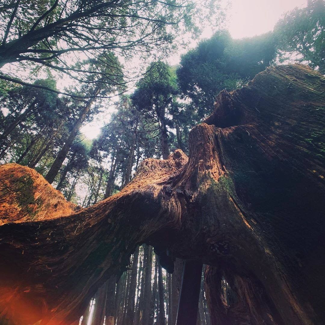 借攝影師美言希望阿里山的美能讓更多人體會到-⠀⠀⠀⠀⠀⠀⠀⠀⠀⠀⠀感謝 @pungchi  分享的美照-⠀⠀⠀⠀⠀⠀⠀⠀⠀⠀⠀⠀ ...