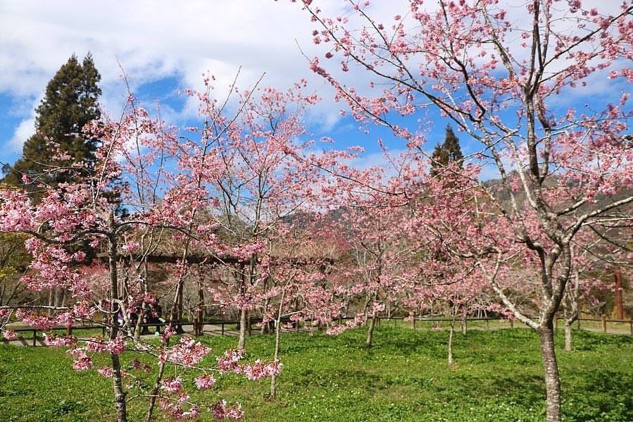 阿里山的櫻花悄悄盛開錯過花期，就要等明年了啦-⠀⠀⠀⠀⠀⠀⠀⠀⠀⠀⠀⠀感謝 @awe_inspiring0820  分享的美照⛰️...