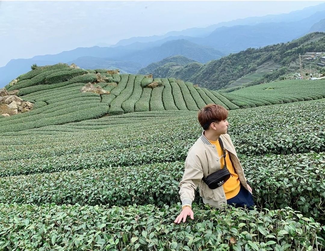 回眸一笑百媚生(？小編覺得茶園看起來像是某種巨大的甜點-⠀⠀⠀⠀⠀⠀⠀⠀⠀⠀⠀感謝 @lyuk1455  分享的美照-⠀⠀⠀⠀⠀⠀...