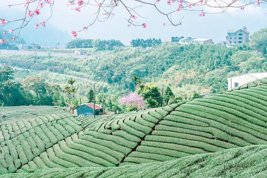 櫻花下的茶園真的很美-⠀⠀⠀⠀⠀⠀⠀⠀⠀⠀⠀感謝 @chinling_kuo 分享的美照-⠀⠀⠀⠀⠀⠀⠀⠀⠀⠀⠀⠀ #travel...