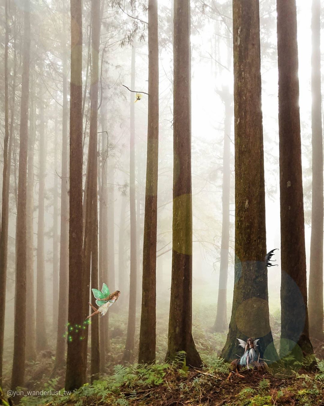 如果說在這片森林中有精靈出現他們一定是守護這些樹木的精靈吧‍♀️-⠀⠀⠀⠀⠀⠀⠀⠀⠀⠀⠀感謝 @yun_wanderlust_tw...