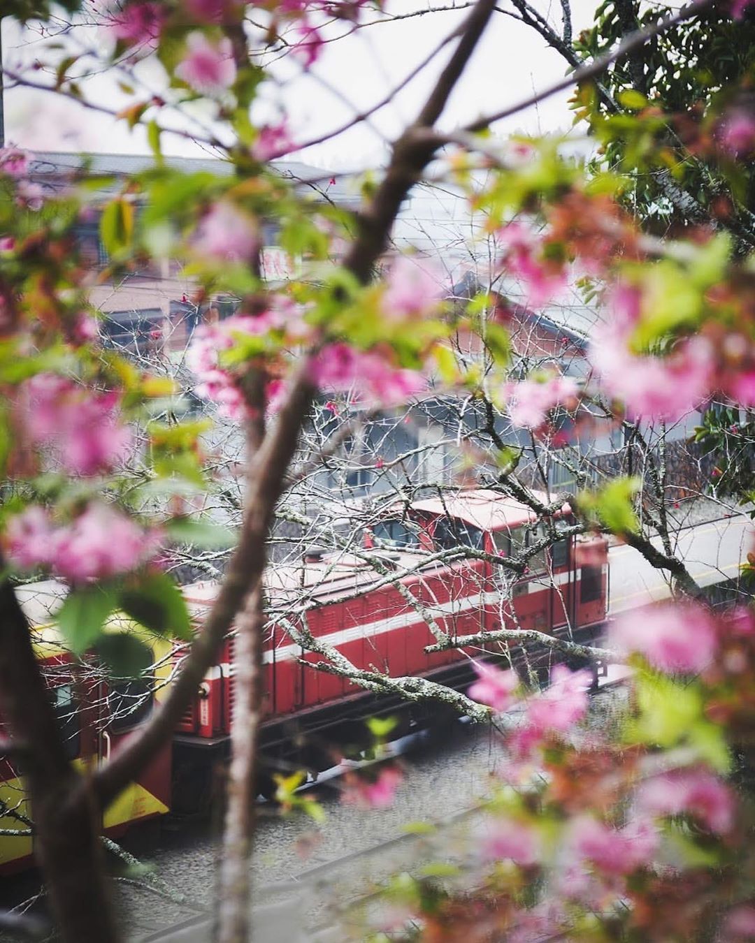 櫻花與火車的搭配只有在阿里山才看得到☺️-⠀⠀⠀⠀⠀⠀⠀⠀⠀⠀⠀感謝 @staphit_1100  分享的美照-⠀⠀⠀⠀⠀⠀⠀⠀⠀...