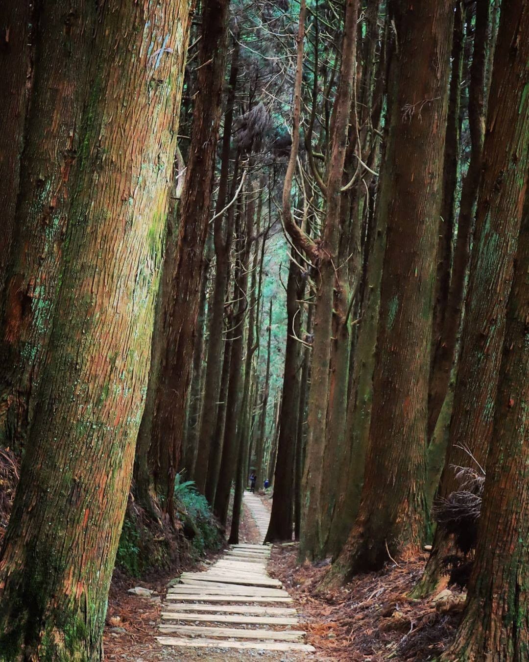 享譽盛名的「特富野」是什麼意思呢？鄒語 tsumuna 是水源地的意思，閩南語發音近似tu-bu-la，推測可能因此得名，現在則以...