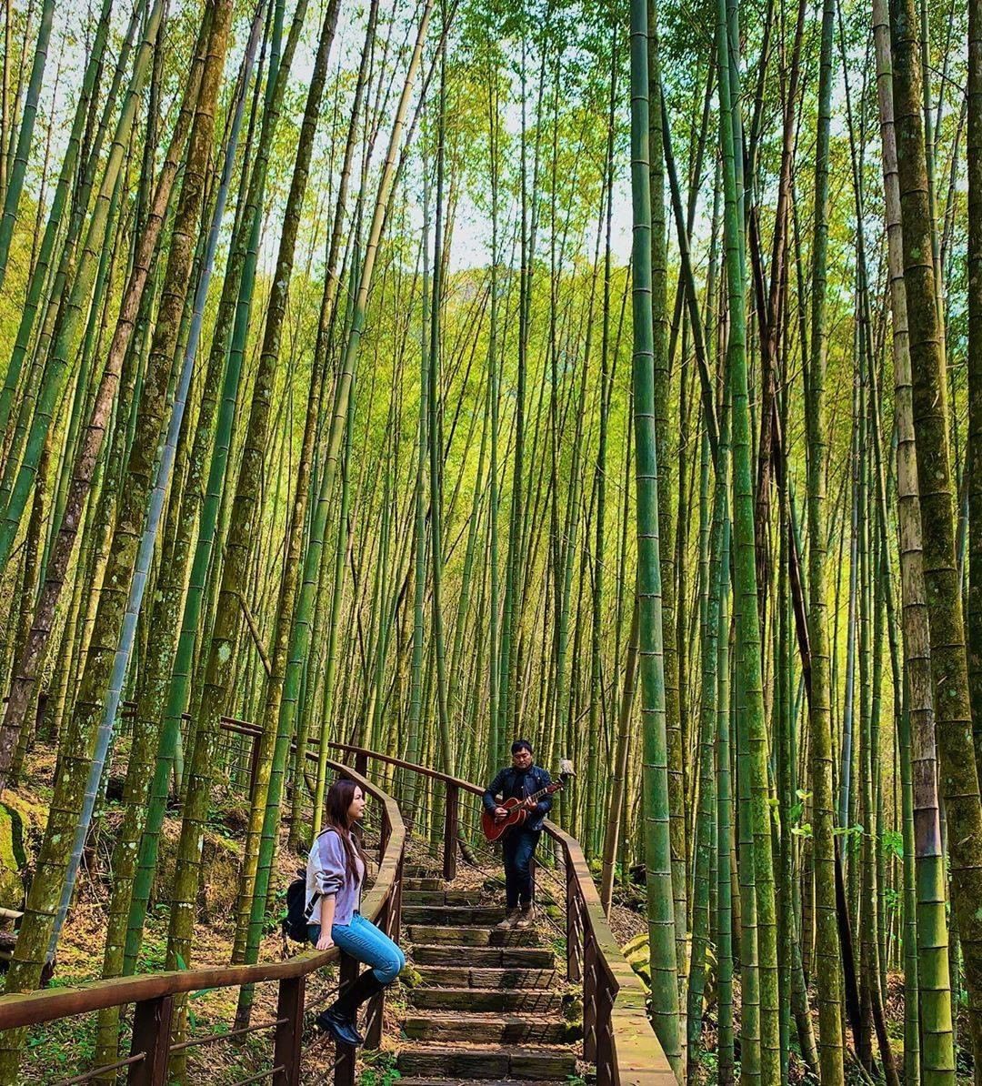竹林可是身為隱士必需的但你們知道這裡的竹林其實不是台灣原生種嗎？迷糊步道裡的孟宗竹、麻竹原產於中國南方，因為具有高經濟價值是大約兩...