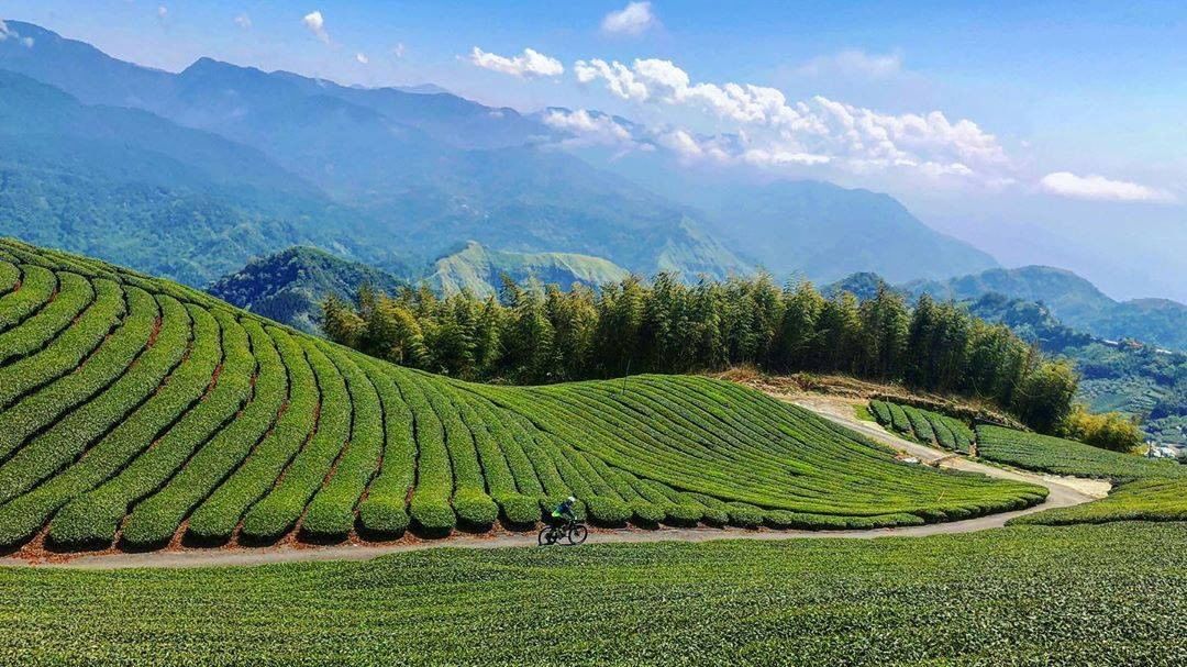 隙頂茶園騎自行車在這片茶園裡，仿佛聞得到茶香-⠀⠀⠀⠀⠀⠀⠀⠀⠀⠀⠀感謝 @surpassrongrong  分享的美照-⠀⠀⠀⠀...