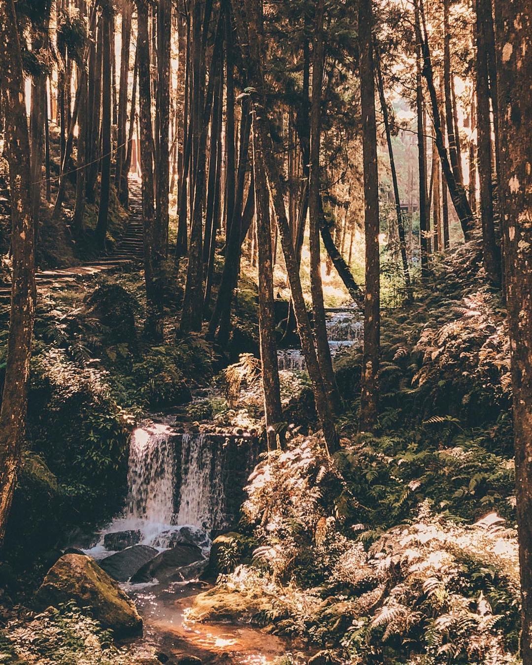 ⛰阿里山冬天最適合阿里山旅行，就快要放長假了，今年就在阿里山團圓吧-感謝@yugenkai 提供超棒照片- #travelalis...