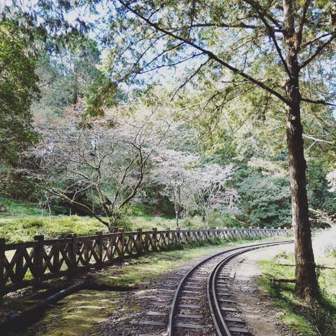 ⛰阿里山嘿！冬天進入尾聲，阿里山又要換上不一樣的風景，你搜集了哪幾個阿里山季節美景呢？快來跟小編分享-感謝 @cyang5252 ...