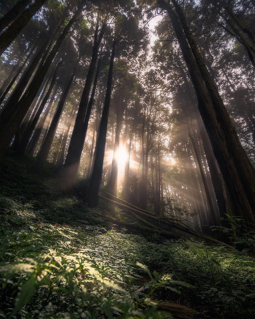 ⛰特富野古道在不同時間走進阿里山都會遇見不同驚喜感謝 @photobyyu1007 提供提供超棒照片- #travelalisha...