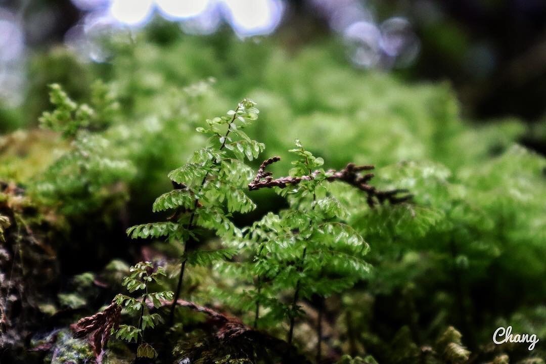 科技帶來的影響就是：眼睛常常酸澀啦所以要常常來阿里山看綠色的植物們哦-感謝 @cheyuan__ 提供超棒照片- #travela...