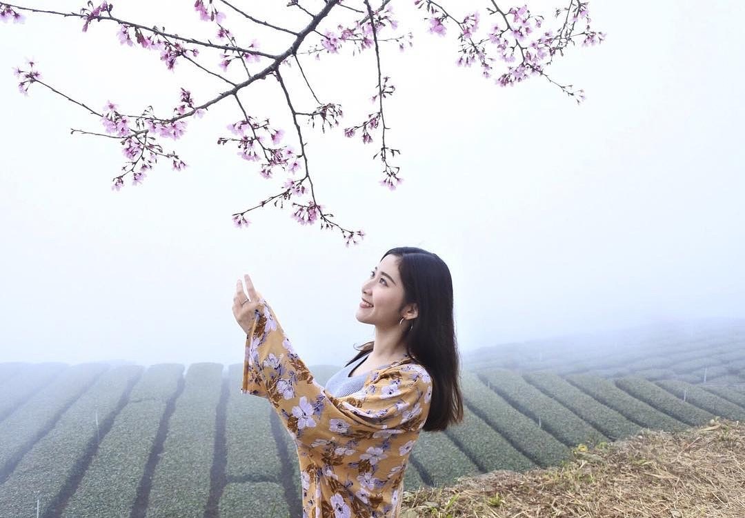 阿里山櫻花櫻花跟美女的組合真是一絕阿里山不需要濾鏡就能拍出網美照唷-感謝 @yitingtung0327 提供超棒照片- #tra...