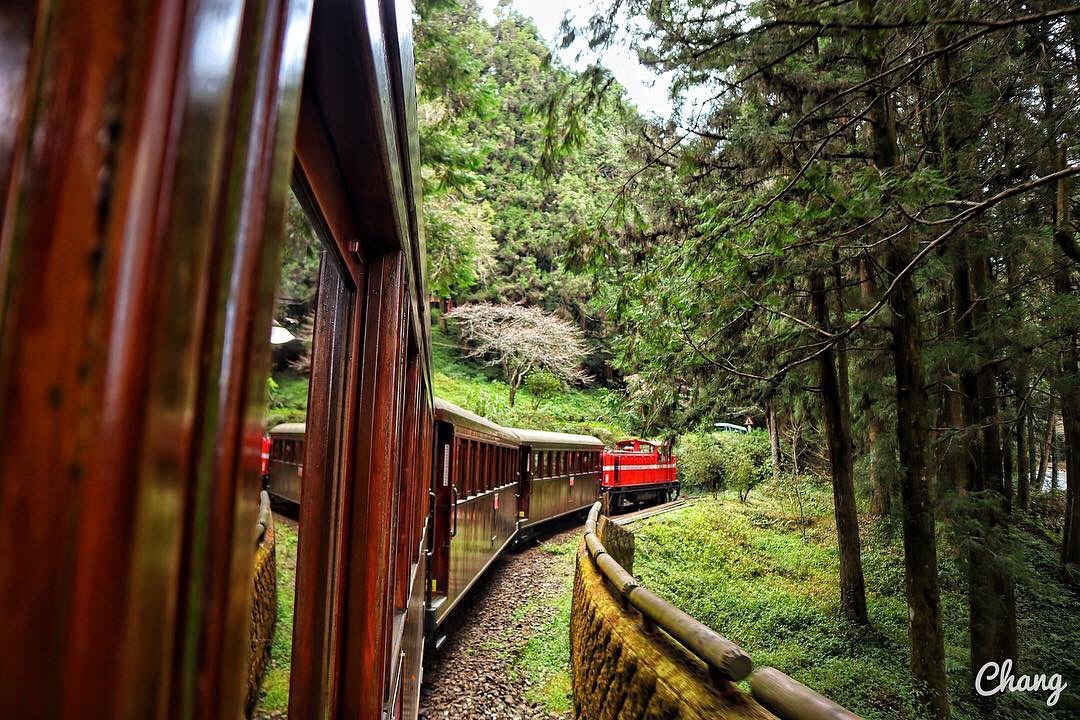 阿里山檜木火車是每週三限定的檜木小火車唷❤️-感謝 @cheyuan__ 提供超棒照片- #travelalishan 或 @tr...