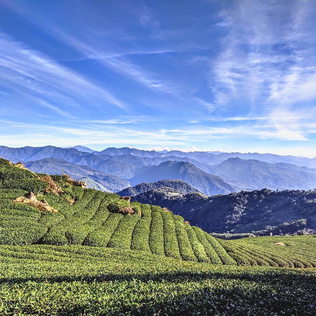 阿里山隨處可見茶園這裡是藴育好茶的山-感謝 @cluke056 提供超棒照片- #travelalishan 或 @travela...
