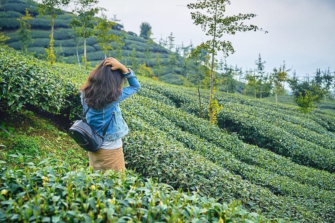 還是阿里山的茶園最美麗今天的天氣依舊很好哦-感謝 @yukiseetheworld 提供超棒照片- #travelalishan ...