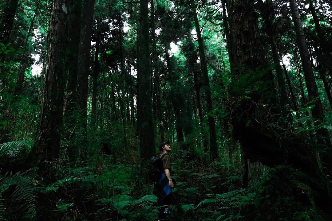 在茂密的森林中尋找自己-感謝 @ben.jr1222 提供超棒照片- #travelalishan 或 @travelalisha...