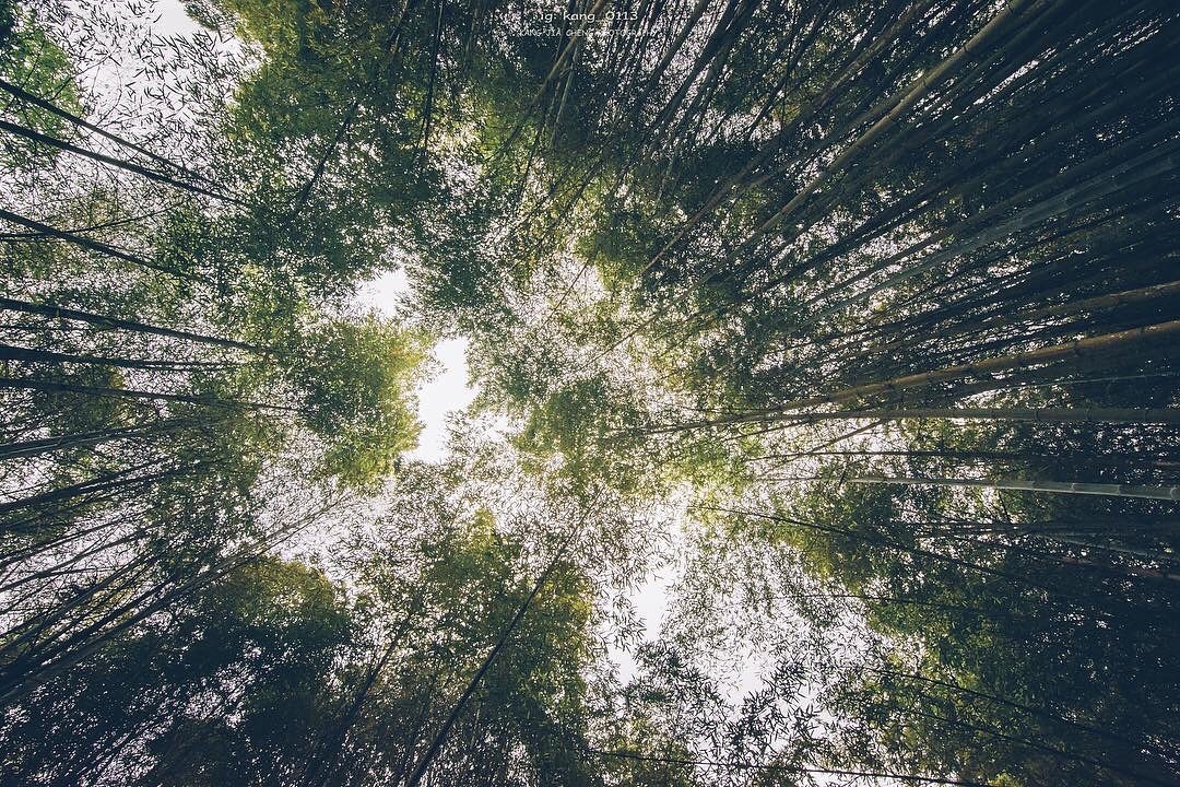 偶爾也要抬頭看看那另一片風景-感謝 @kang_0113 提供超棒照片- #travelalishan 或 @travelalis...