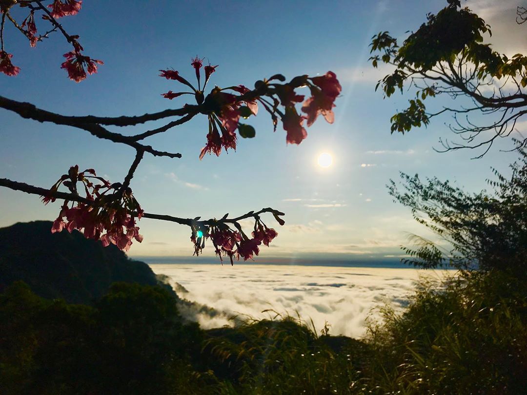 雲海、夕陽、櫻花一次擁有❤️⠀快 #travelalishan 或 @travelalishan 讓小編找到你就有機會在官方ig曝...