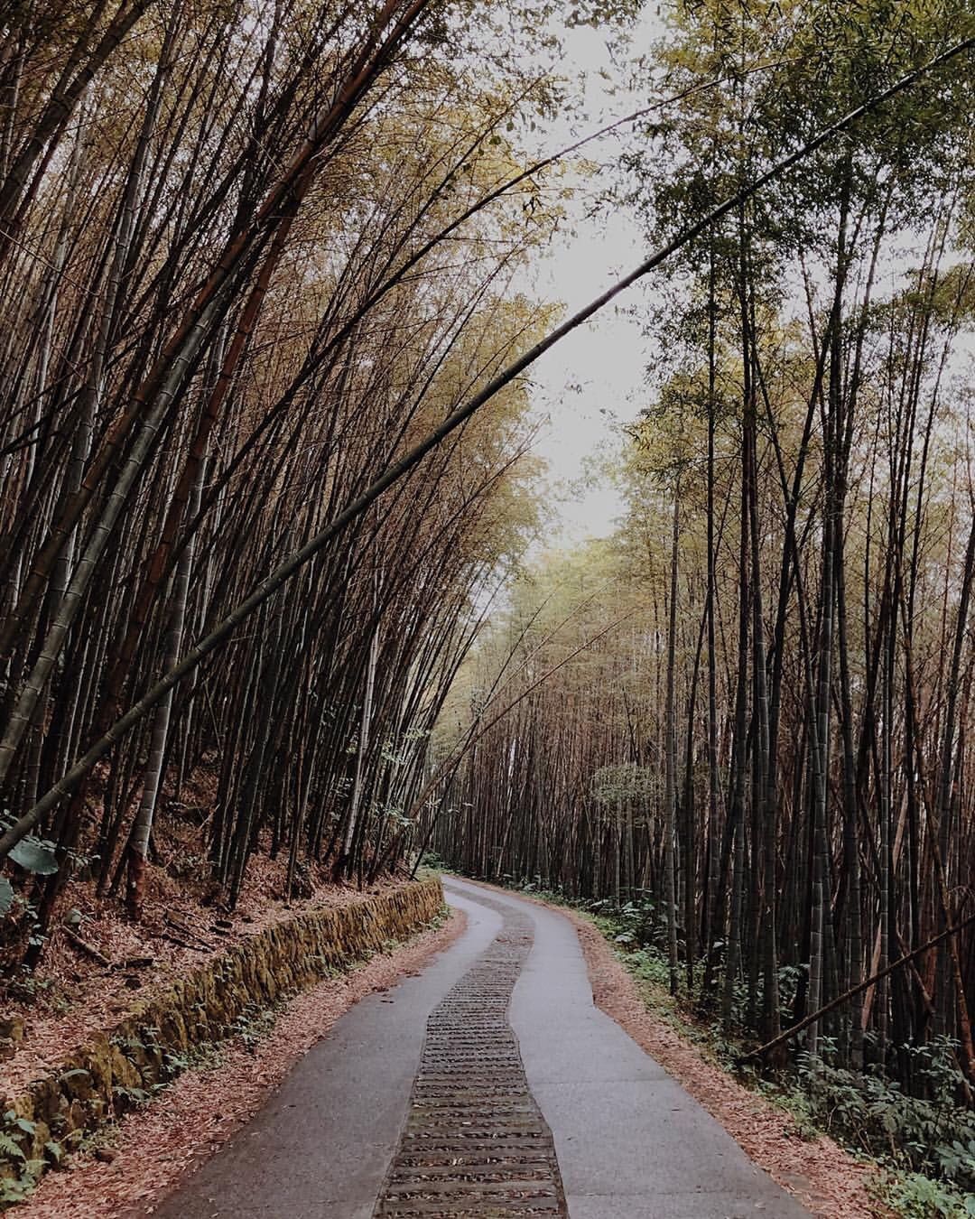 阿里山的竹林步道就像功夫熊貓的場景一樣-感謝 @captain_kerry 提供超棒照片- #travelalishan 或 @t...