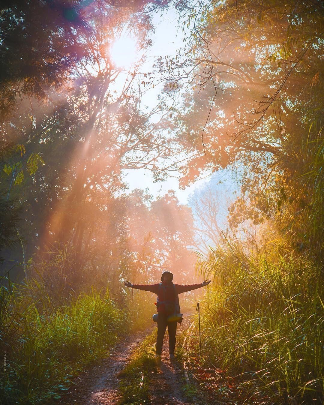 就讓我們來到阿里山沐浴在這陽光下吧☀️-感謝 @wanwan_chen1993 提供超棒照片- #travelalishan 或 ...