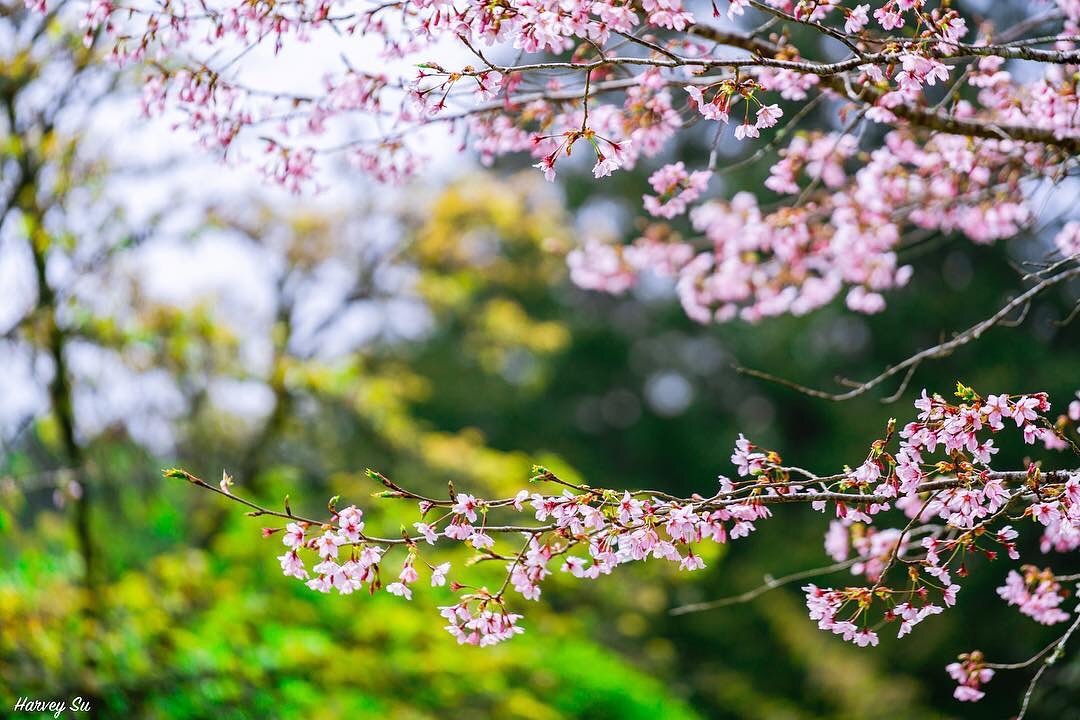 雖然今天是愚人節不過這阿里山的櫻花是真的櫻花季就快過了！來賞櫻了沒？-感謝 @shih__ming 提供超棒照片- #travel...