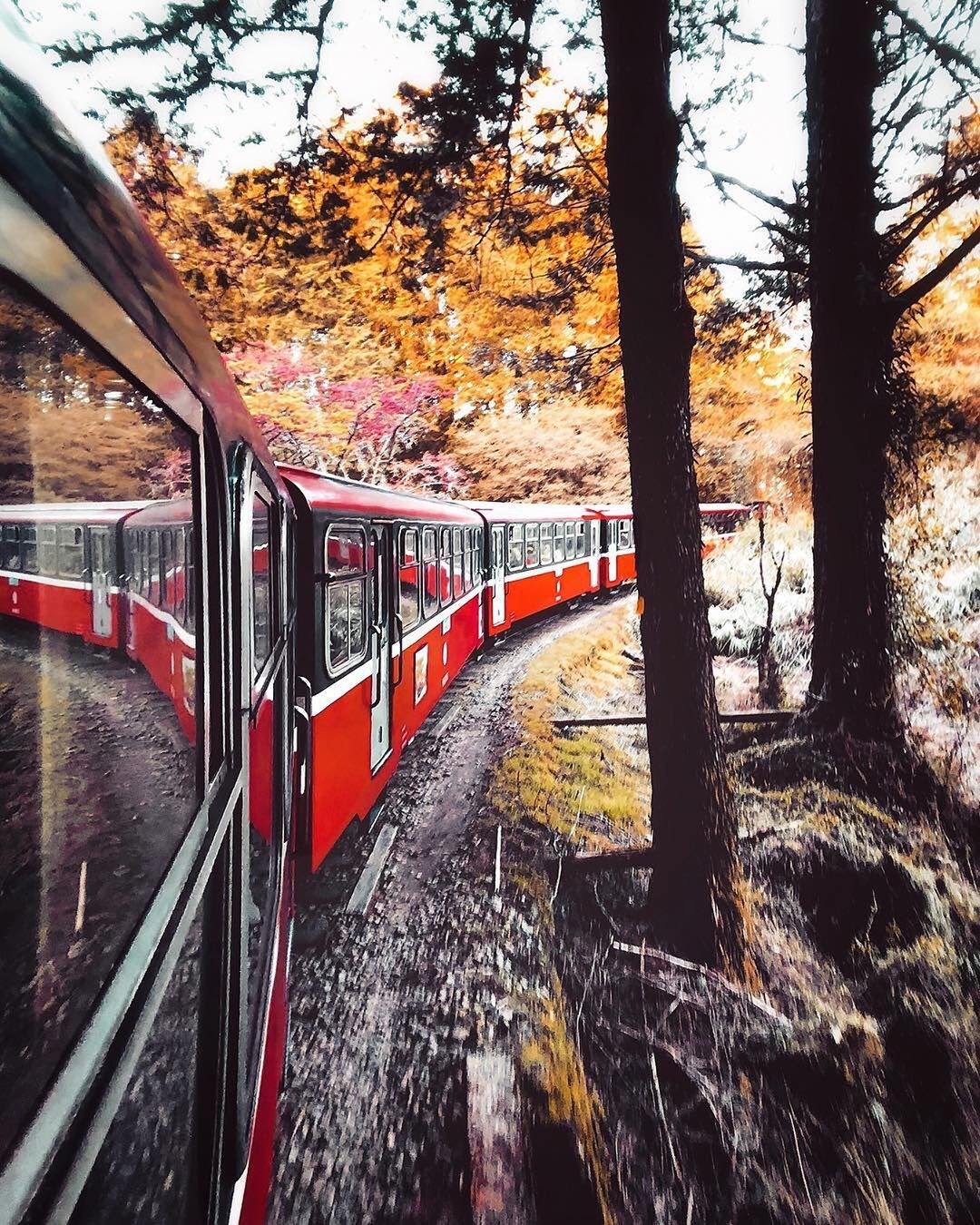 森林火車的窗外美景就是不一樣-感謝 @runaway.c 提供超棒照片- #travelalishan 或 @travelalis...