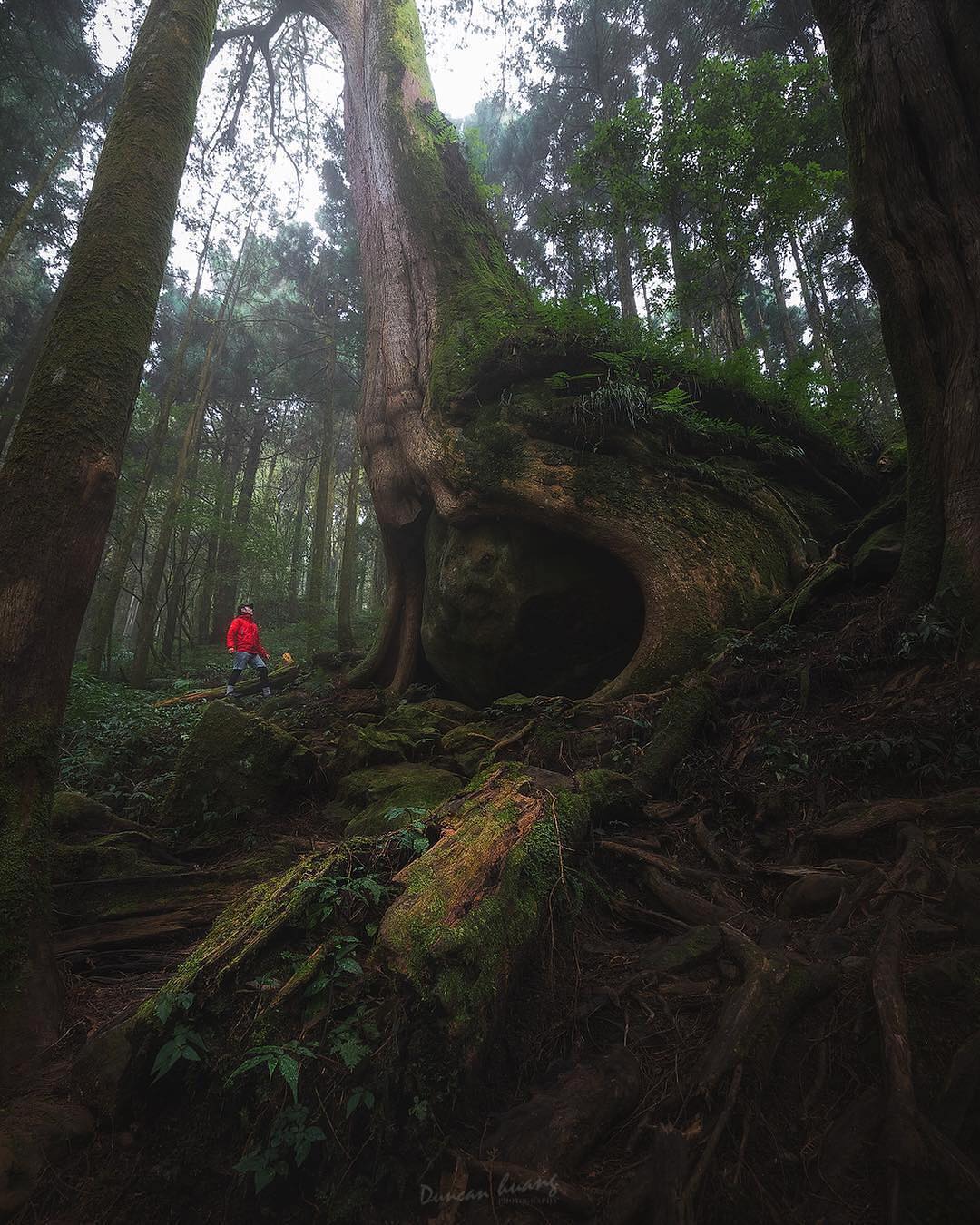 ⠀⠀⠀⠀⠀⠀⠀⠀⠀⠀⠀⠀阿里山神木真的有一種神 與 人 的差別- ⠀⠀⠀⠀⠀⠀⠀⠀⠀⠀⠀⠀感謝 @huang924 分享的美照❤️...