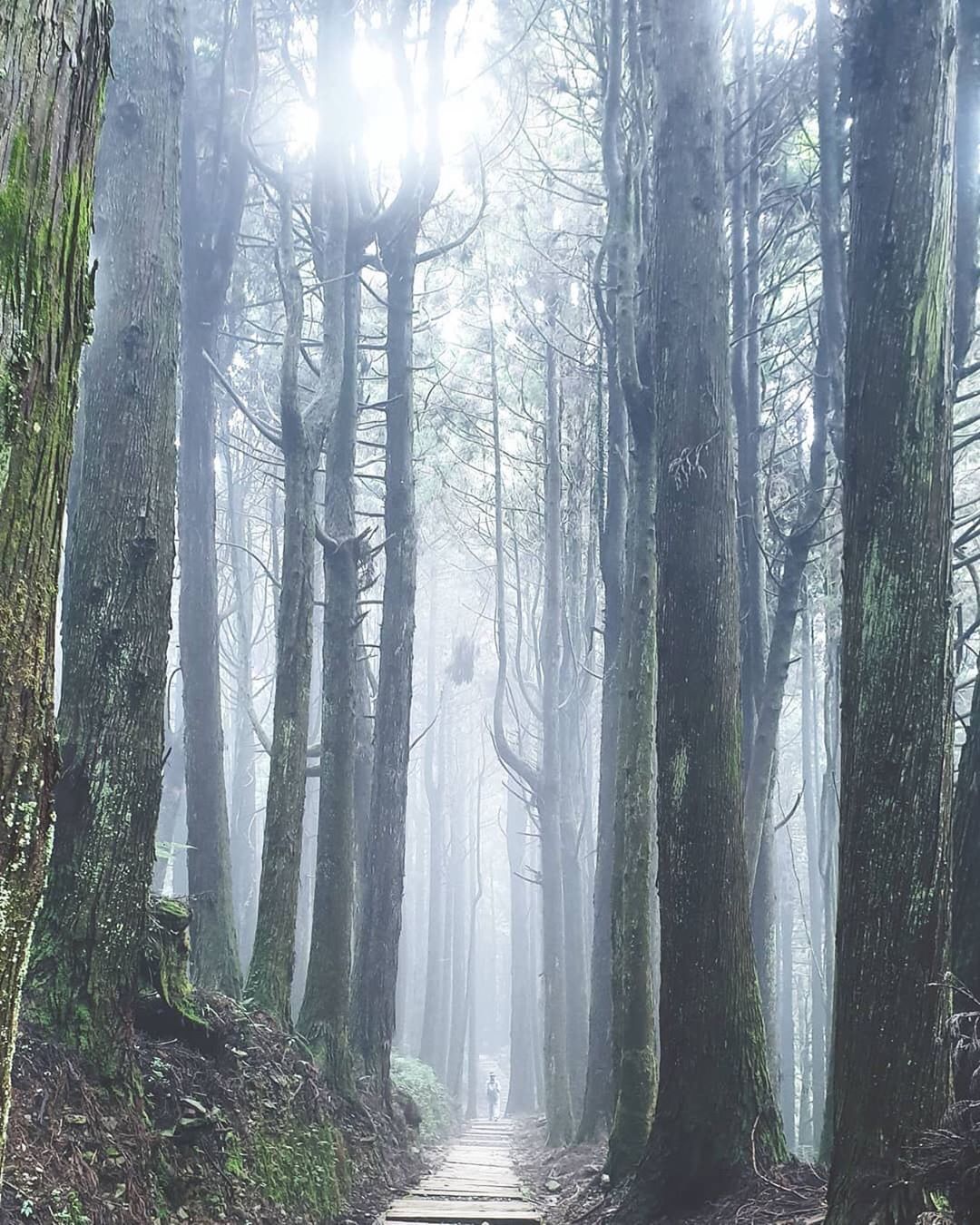 一定要這樣嗎山上起霧的時候太有感- ⠀⠀⠀⠀⠀⠀⠀⠀⠀⠀⠀⠀感謝 @wu_pi 分享的美照❤️- #travelalishan 或...