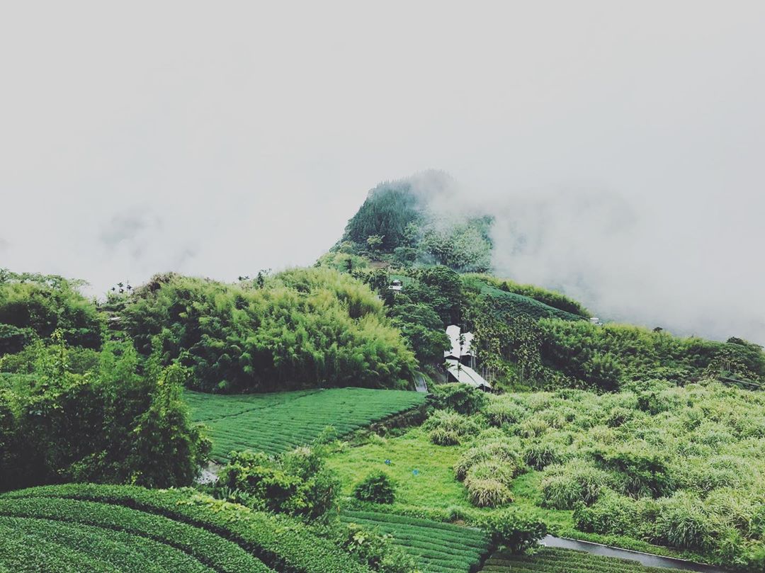 雨後的阿里山總是充滿仙氣☁️⠀快 #travelalishan 或 @travelalishan 讓小編找到你就有機會在官方ig曝...