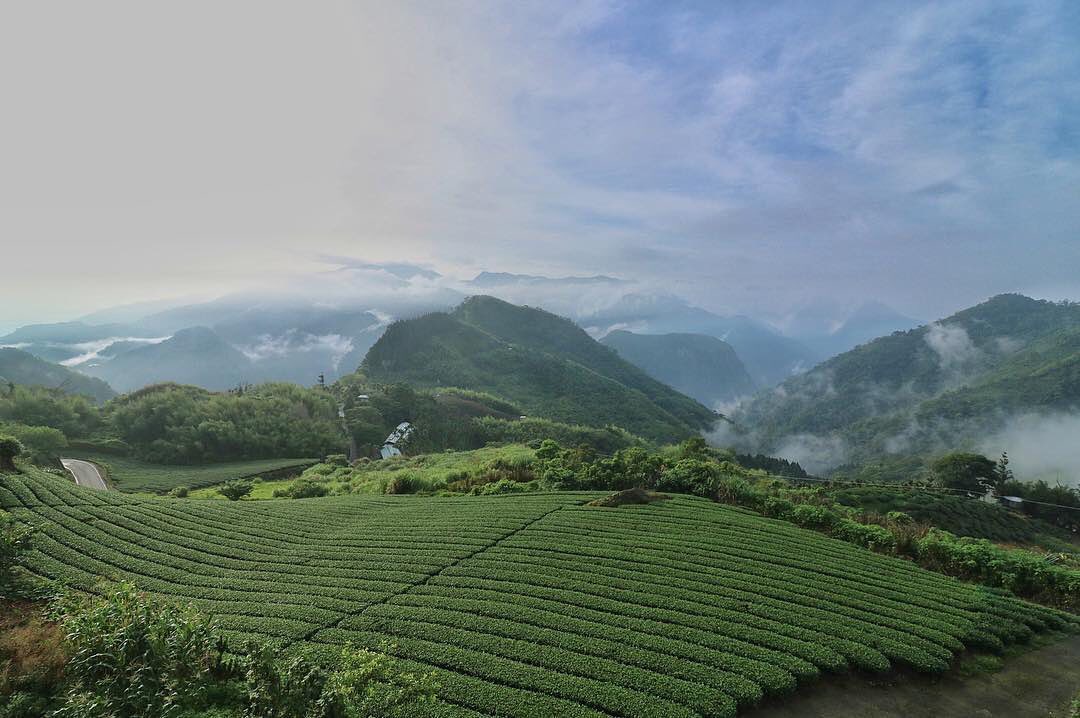 連日的大雨快悶壞了啦來點療癒的茶園吧～- ⠀⠀⠀⠀⠀⠀⠀⠀⠀⠀⠀⠀感謝 @etienne.photographie 分享的美照-⠀...