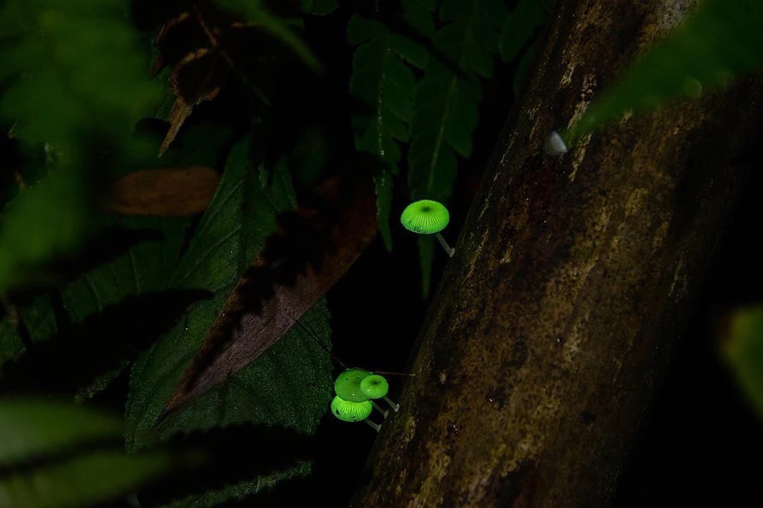 ⠀⠀⠀⠀⠀⠀⠀⠀⠀⠀⠀這個螢光菇也太可愛了吧但螢光菇也要大家一起來守護環境讓它們和阿里山的所有物種有更好的生存空間- ⠀⠀⠀⠀⠀⠀...