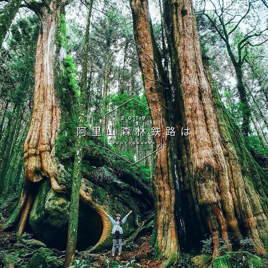 ⠀⠀⠀⠀⠀⠀⠀⠀⠀⠀⠀這兩顆神木已經是阿里山的明星樹了- ⠀⠀⠀⠀⠀⠀⠀⠀⠀⠀⠀⠀感謝 @wu_pi 分享的美照-⠀⠀⠀⠀⠀⠀⠀⠀...