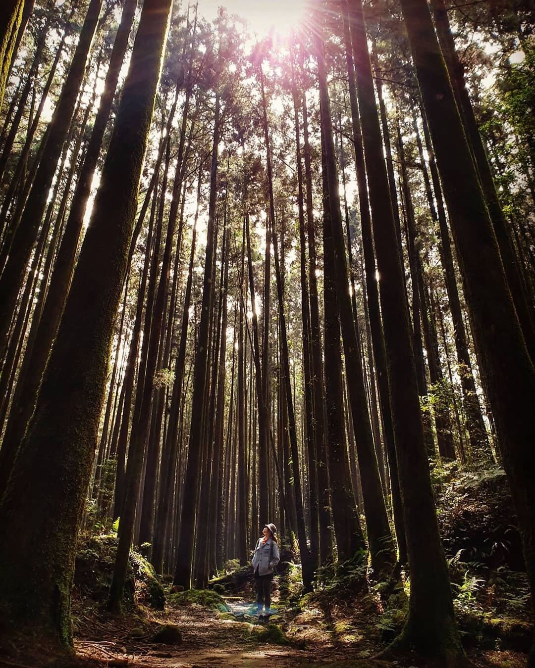 讓我們來阿里山沐浴在陽光下、樹林中吧- ⠀⠀⠀⠀⠀⠀⠀⠀⠀⠀⠀⠀感謝 @wu_pi 分享的美照❤️- #travelalishan...