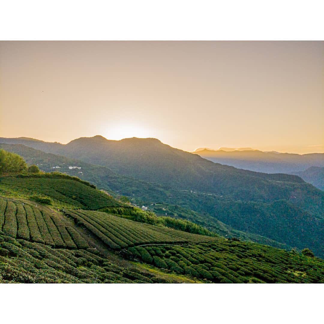 喜歡跟愛的人等待夕陽西下灑落在茶園上金黃的美景- ⠀⠀⠀⠀⠀⠀⠀⠀⠀⠀⠀⠀感謝  @fuuuu_life _life 分享的美照-...