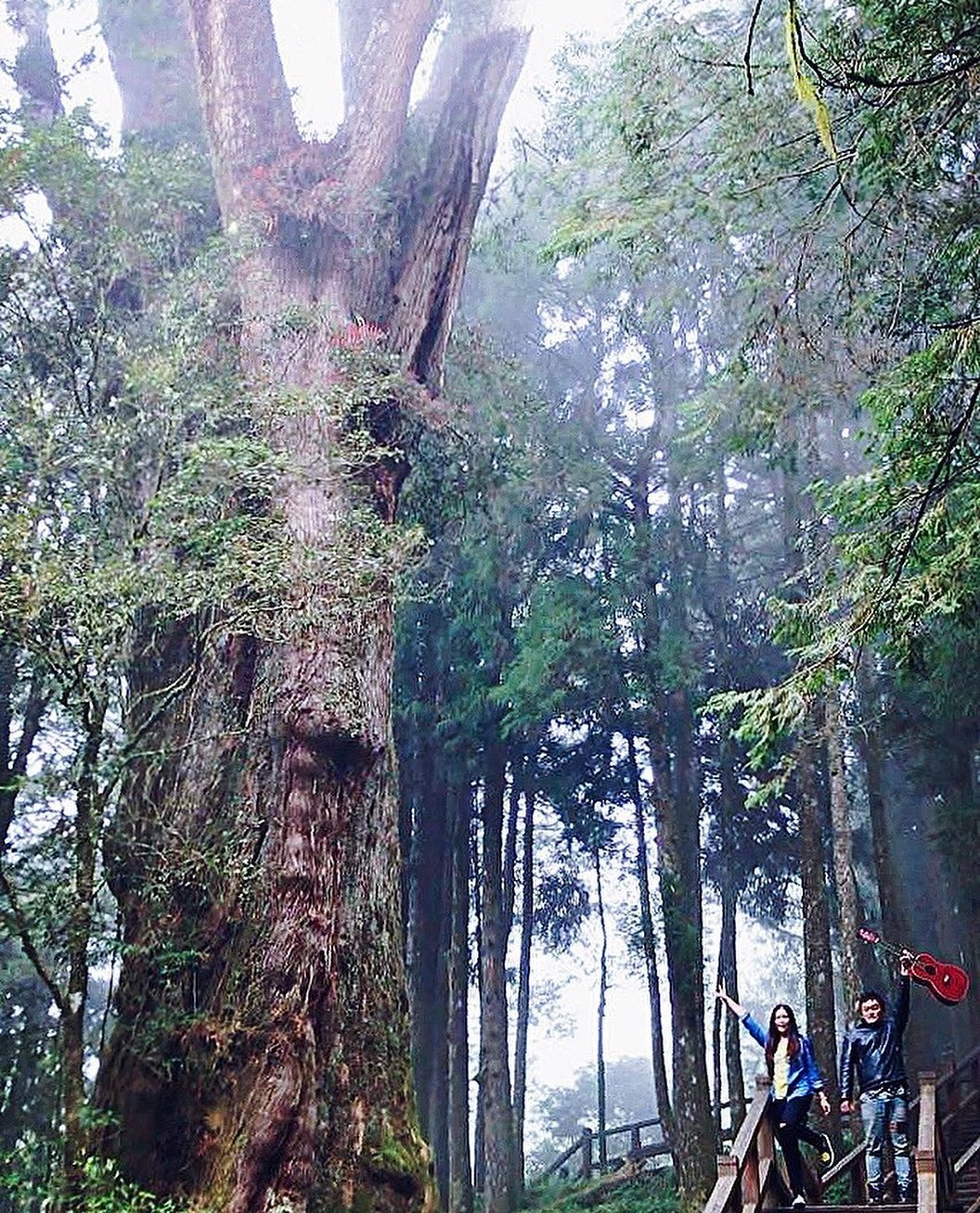 跟他們揮揮手吧‍♀️歡迎大家來阿里山揮手((咦！？- ⠀⠀⠀⠀⠀⠀⠀⠀⠀⠀⠀⠀感謝 @rosycloudband 分享的美照-⠀⠀...