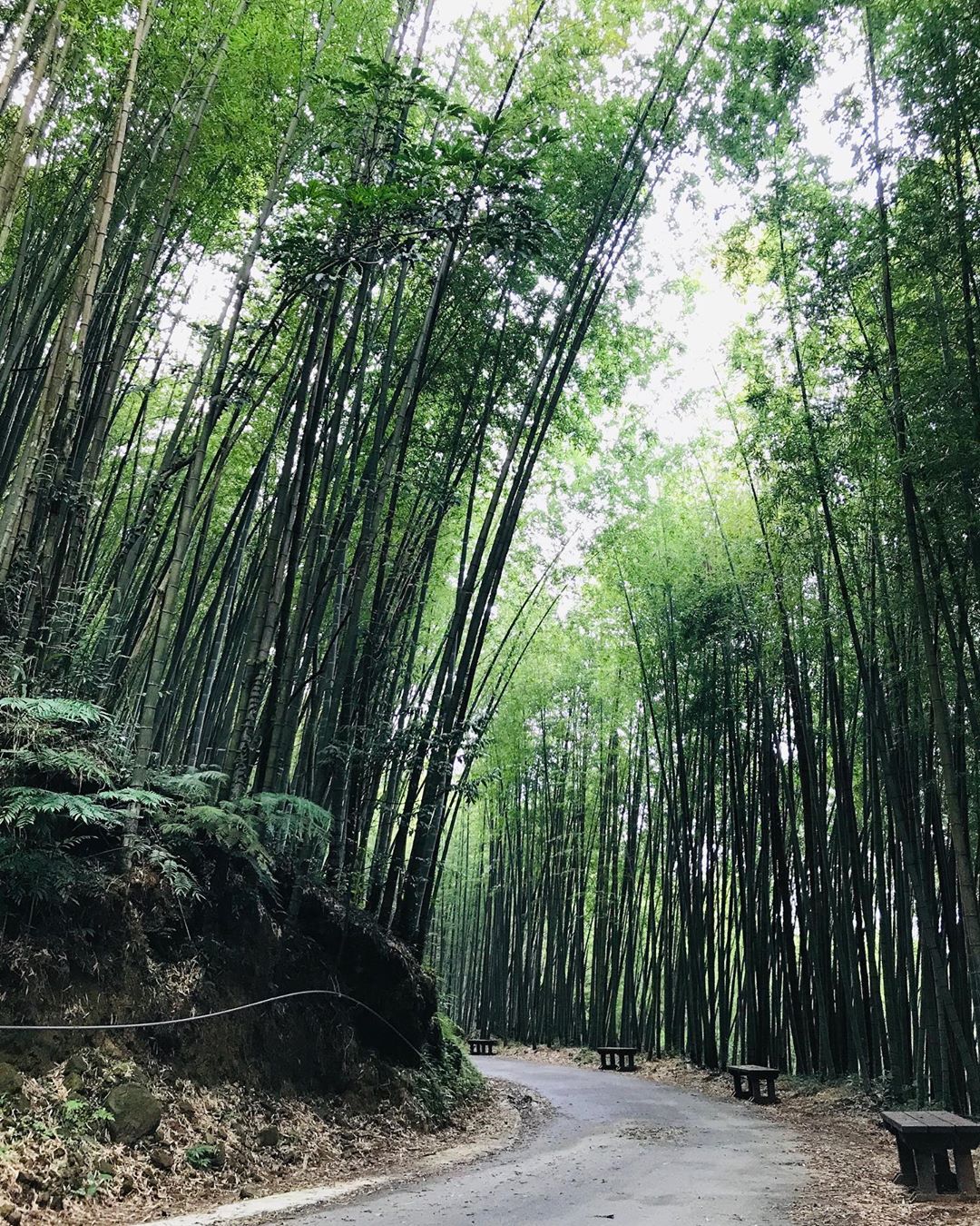 炎熱的夏天走進竹林包圍的步道涼爽！- ⠀⠀⠀⠀⠀⠀⠀⠀⠀⠀⠀⠀感謝  @dongpigfish 分享的美照-⠀⠀⠀⠀⠀⠀⠀⠀⠀⠀⠀...