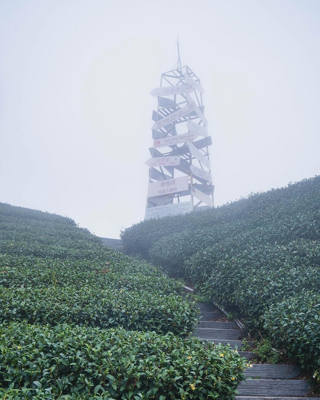 1314觀景台需要等待一段時間，才能再見的美麗茶園❤目前道路中斷，不要前往喔先收藏起來，有機會再見若有計畫到山區，務必要留意天氣及...