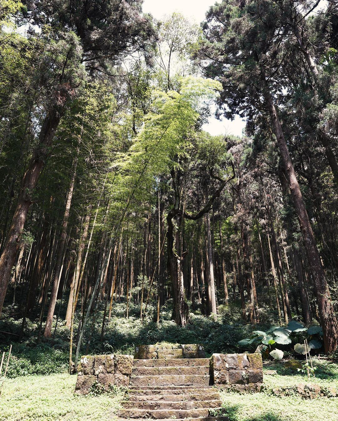 到奮起湖，不妨探尋藏於森林裡的神社遺址！曾是日本皇室供奉天照大神的神社，如今僅存基座和石階，但仍舊能感受到此地的靜謐氛圍感謝 @s...