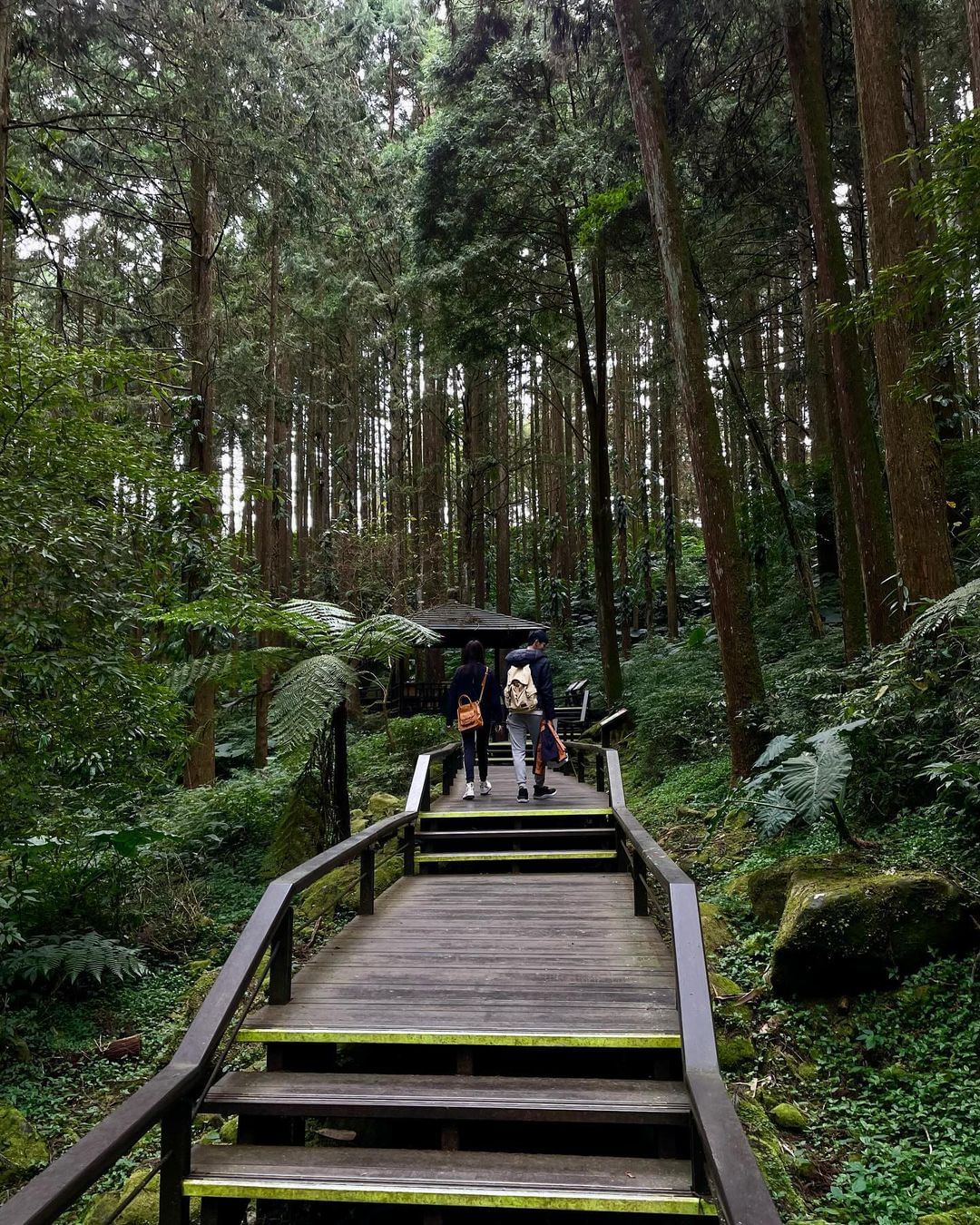 杉林步道平緩易走，非常適合全家一起來散步，滿滿森林氣息療癒我們的身心！我們轄區內的步道已經陸續恢復開放，除了木馬棧道仍在整修外，奮...