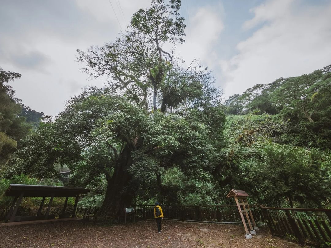 巃仔尾步道 - 大茄苳步道裡隱藏版的看點，除了觀賞茶園與象山，也可以走到大茄苳，在早期開墾時能被村民保留下來實在難得，早期當地長輩...